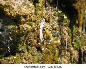 Six-legged Insects Images, Stock Photos & Vectors | Shutterstock