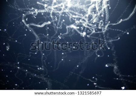 Flying insects and light 2