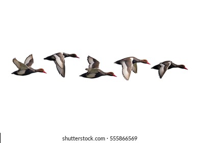 Flying Isolated Ducks. White Background. Ducks: Red Crested Pochard. Netta Rufina.