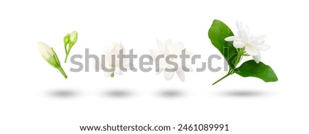 Flying Jasmine flower Blooming collection with shadow isolated on white background.