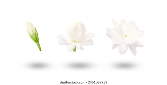 Flying Jasmine flower Blooming  isolated on white background. - Powered by Shutterstock