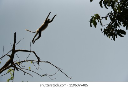 Flying Jump Of A Monkey