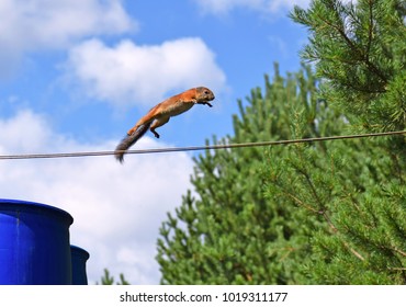 1000 Flying Squirrel Stock Images Photos Vectors