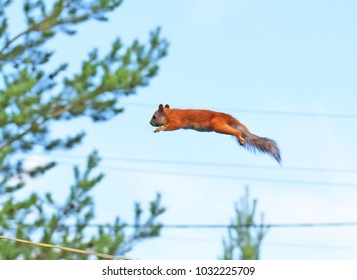 Flying, Jumping Squirrel.