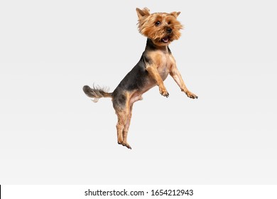 Flying, jumping. Yorkshire terrier dog is posing. Cute playful brown black doggy or pet playing on white studio background. Concept of motion, action, movement, pets love. Looks delighted, funny.