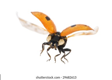 Flying Ladybug Isolated On White Background