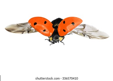 Flying Ladybug Isolated On A White Background