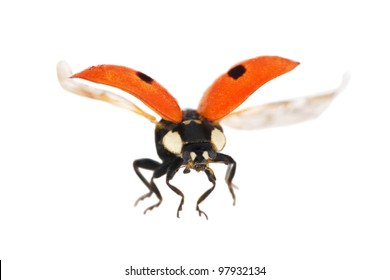 flying ladybug isolated on white background