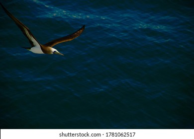 Flying At Las Islas Marietas In Mexico