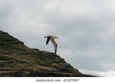 Flying Laysan Albatross At Kaena Point, Oahu