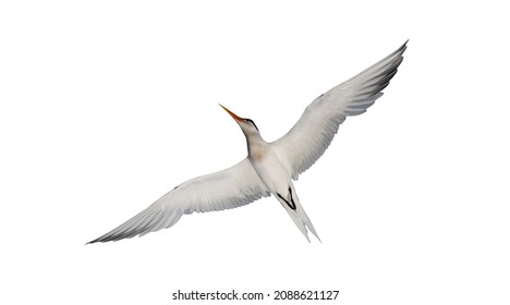 Flying least tern (Sternula antillarum) isolated on white background. It is a species of tern that breeds in North America.