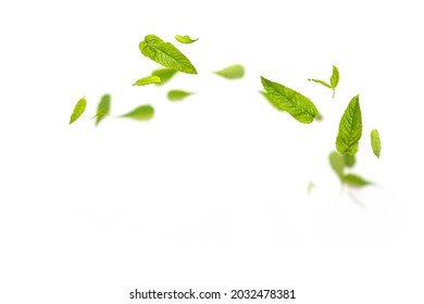 Flying leaves of green mint leaves falling in the air on white background. Summer levitation concept