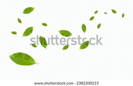 Flying leaves isolated on a white background, Floating Leaves. 