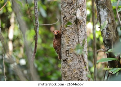 Flying Lemur