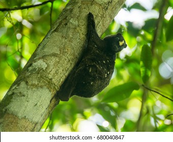 Flying Lemur