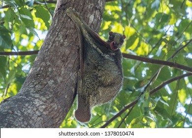 Flying Lemur (Galeopterus variegatus) clings to a tree and rests during the day (nocturnal animal) in Tarutao National Park Thailand. - Shutterstock ID 1378010474