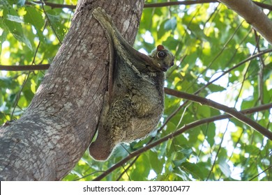 Flying Lemur (Galeopterus variegatus) clings to a tree and rests during the day (nocturnal animal) in Tarutao National Park Thailand. - Shutterstock ID 1378010477