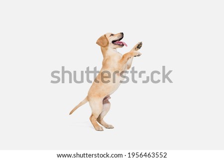 Flying. Little Labrador Retriever playing isolated on white studio background. Young doggy, pet looks playful, cheerful, sincere kindly. Concept of motion, action, pet's love, dynamic. Copyspace.