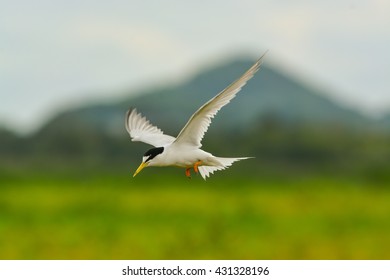 Flying Little Tern