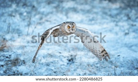 Flying long-eared owl (Asio otus) in winter, white background, isolated
