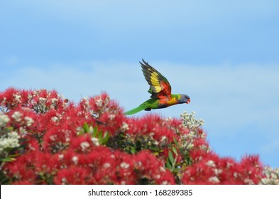 Flying Lorikeet 1