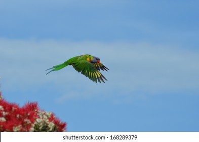 Flying Lorikeet 2