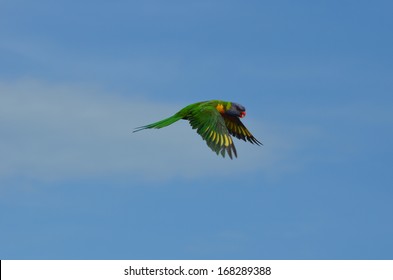 Flying Lorikeet 3