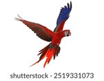 Flying macaw parrot isolated on white background.