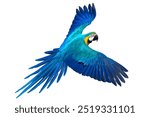 Flying macaw parrot isolated on white background.