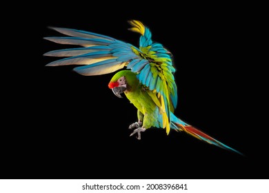 Flying Macaw Parrot isolated on black background