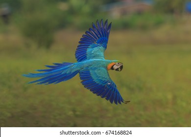 Flying Macaw parrot on green background