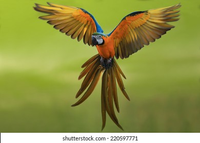 Flying Macaw,beautiful Bird