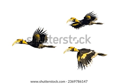 Flying Male Great hornbill (Buceros bicornis), also known as the concave-casqued hornbill, great Indian hornbill or great pied hornbill isolated on white background. Flying bird photo set.