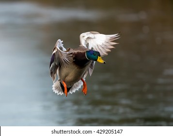 Flying Male Mallard