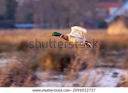 Flying mallard, Anas platyrhynchos, against an outof focus background of reed swamps