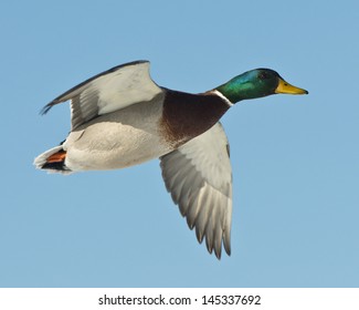 Flying Mallard Duck