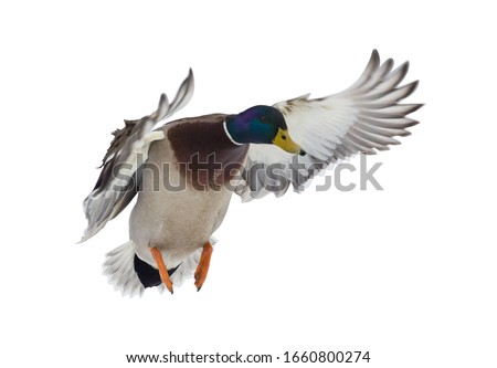 flying mallard duck drake isolated on white background