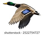 flying mallard duck isolated on white background.