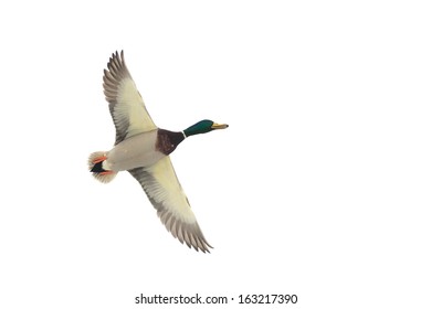 A Flying Mallard Duck Isolated On White