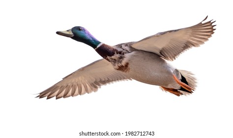 Flying Mallard Duck Isolated On White Background