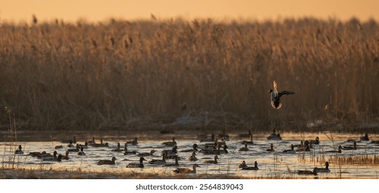 A flying mallard duck and many swimming mallard ducks in the reeds.