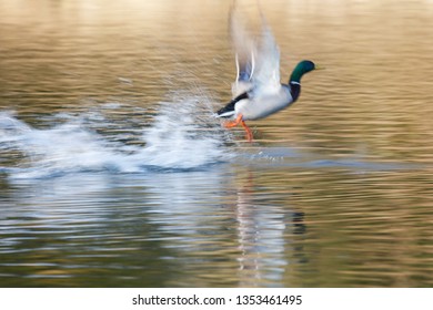 Flying Mallard Duck Slow Montion, Soft Focus