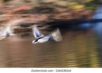 Flying Mallard Duck Slow Montion, Soft Focus