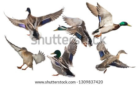 flying mallard ducks isolated on white background