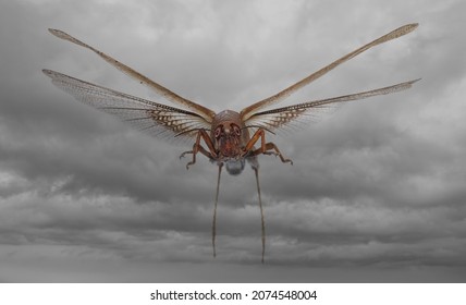 Flying migratory locust (Locusta migratoria) on a stormy sky background