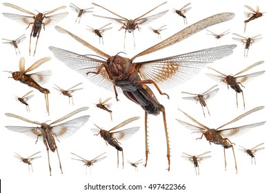 Flying Migratory Locust (Locusta Migratoria) Isolated On A White Background 