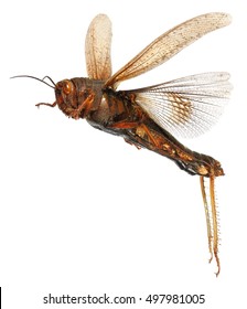 Flying Migratory Locust (Locusta Migratoria) Isolated On A White Background 