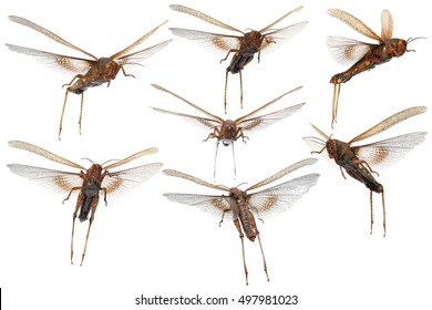 Flying Migratory Locust (Locusta Migratoria) Isolated On A White Background 