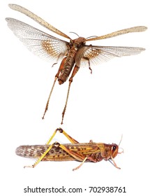 Flying Migratory Locust (Locusta Migratoria) Isolated On A White Background 