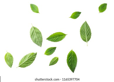 Flying mint leaves over white background